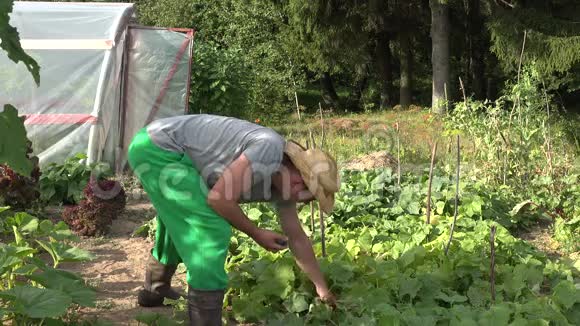 农民种植者带着帽子收获黄瓜蔬菜在农场种植园产量4K视频的预览图