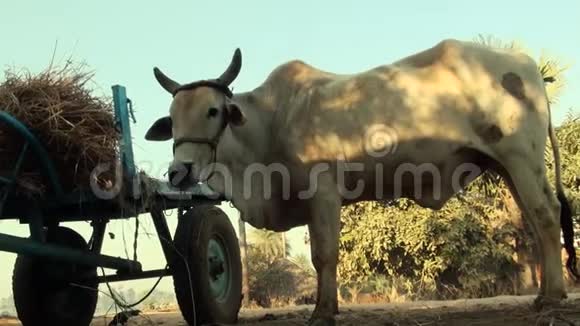 奶牛在农田里的干草堆旁吃干草视频的预览图