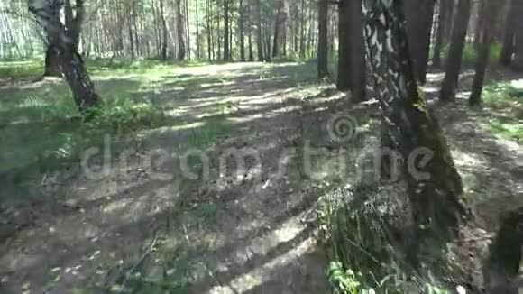 在森林的小径上行走的个人视角视频的预览图