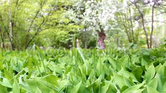 春天在植物园田野里有五月百合的嫩叶视频的预览图