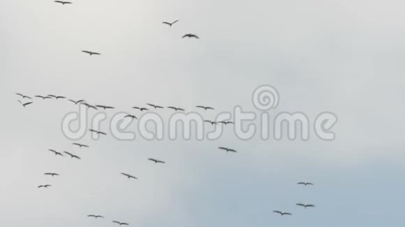 一群鹤鸟在空中盘旋德国秋季鸟类迁徙视频的预览图