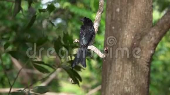坐在树枝上的黑鸟视频的预览图