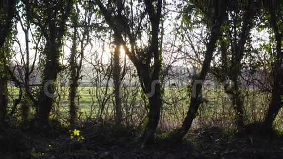 伦敦附近的英国乡村早春山榉木复制空间背景日落的镜头在绿叶中闪耀视频的预览图