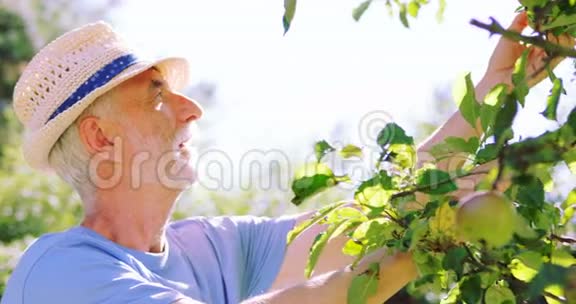 老人在花园里检查水果视频的预览图