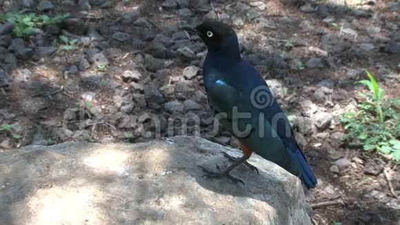 非洲橄榄鸽子栖息在岩石上视频的预览图