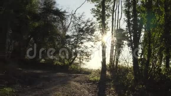 伦敦附近的英国乡村早春山榉木复制空间背景日落的镜头在绿叶中闪耀视频的预览图