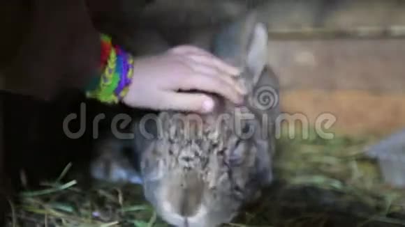 农场里的兔子视频的预览图