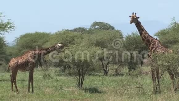 长颈鹿妈妈和白驹过隙在草原上放牧视频的预览图