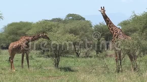 长颈鹿妈妈和白驹过隙在草原上放牧视频的预览图