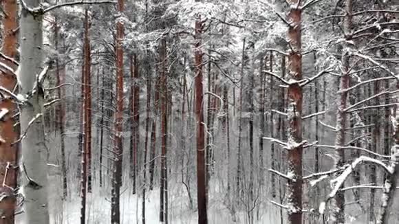 冬季森林降雪时照相机在白雪覆盖的树木之间移动空中观景视频的预览图