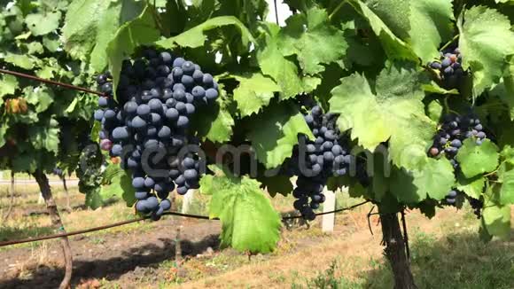 葡萄干和一束黑色葡萄浆果放在葡萄园里视频的预览图