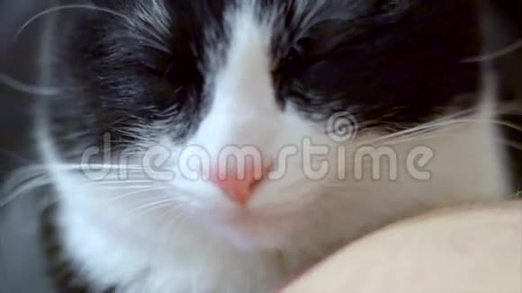 蓬松柔软的小猫生气了视频的预览图