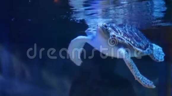 绿海龟在水箱里游泳视频的预览图