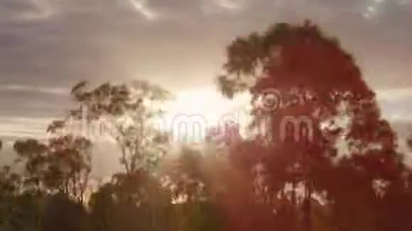树木剪影和阳光视频的预览图