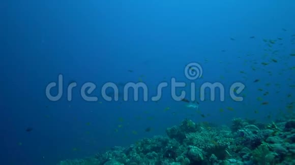 红海珊瑚中的灰礁鲨鱼沙哈希努斯视频的预览图