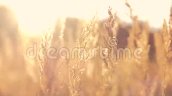 日落时的金色草地视频的预览图