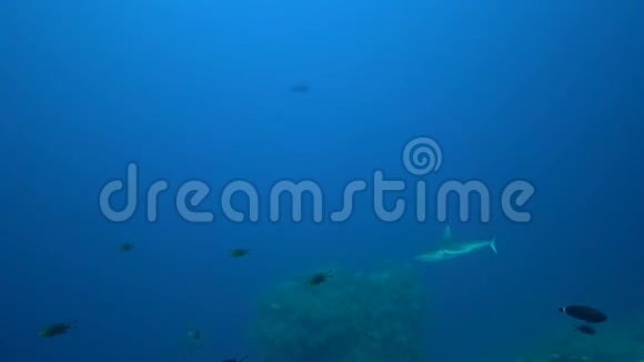 红海珊瑚中的灰礁鲨鱼沙哈希努斯视频的预览图