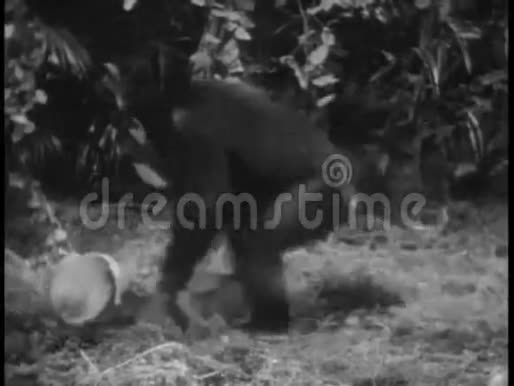 猴子玩椰子视频的预览图