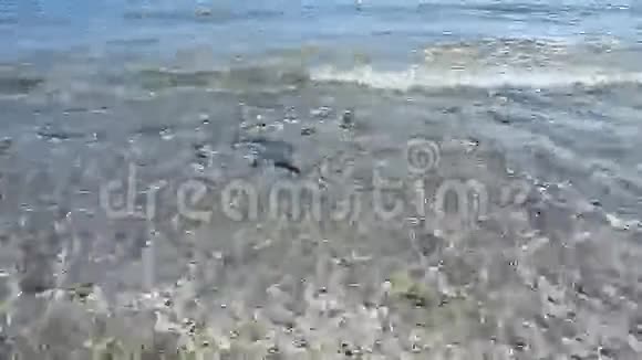 海滩水视频的预览图