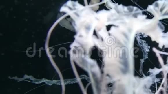 水母又称指南针水母这是一种真正的水母它呈放射状对称有褐色的斑纹视频的预览图