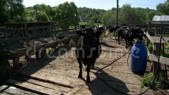 农场院子里的牛视频的预览图
