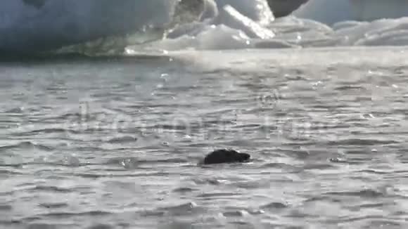 游泳海豹视频的预览图