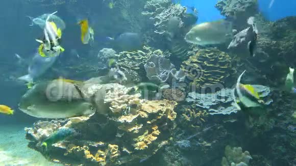 在水族馆游泳的各种鱼类的宽镜头视频的预览图