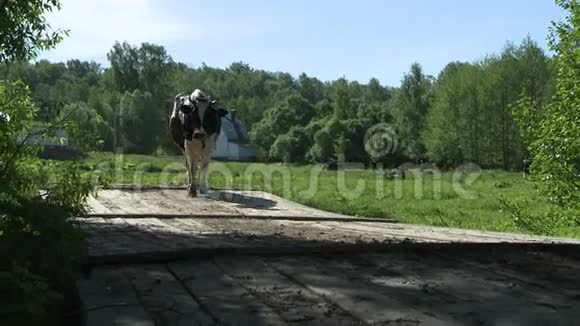 农场院子里的牛视频的预览图
