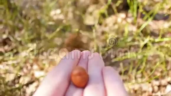 小可爱的红松鼠在森林里用手拿坚果特写镜头视频的预览图