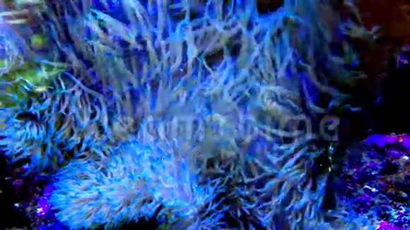大海下美丽的合唱视频的预览图