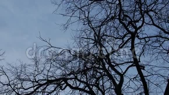 深色的树枝映衬着明亮的天空和云彩形成对比视频的预览图