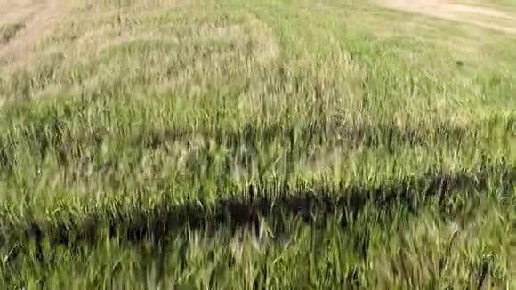 鸟瞰田野俄罗斯夏季黑麦收获作物2017年视频的预览图