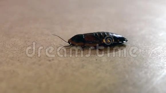 木制表面的蟑螂视频的预览图