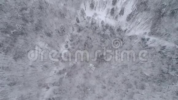 头顶镜头森林中的冬季景观视频的预览图