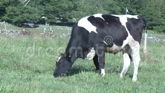 牧场放牧的奶牛9只中的6只视频的预览图