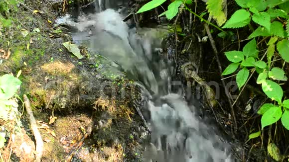 小溪边有瀑布森林里有茂盛的绿叶视频的预览图