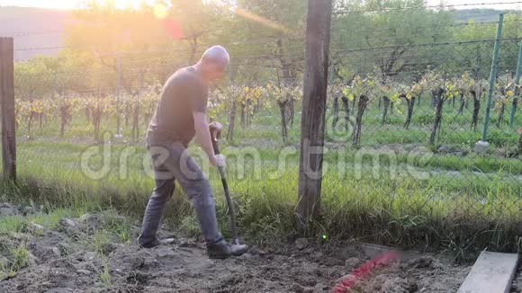 中年男子用花园叉子挖土成熟的男人在花园里园艺和爱好概念视频的预览图