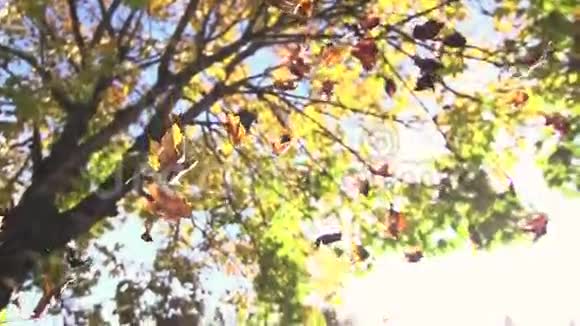 秋天的叶子秋天的季节大自然五彩缤纷的叶子慢慢地视频的预览图