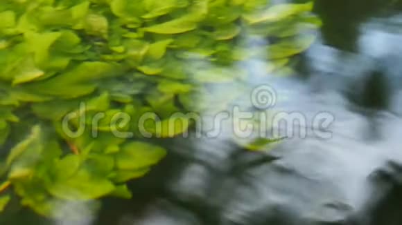 美丽的水下植物在河水中流动视频的预览图