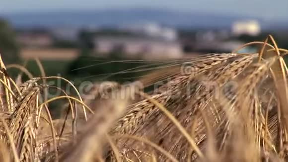 风中的小麦作物与背景中的建筑物紧密相连视频的预览图