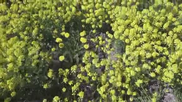 黄菜花甘蓝型油菜田间地头视频的预览图