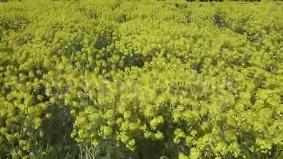 黄菜花甘蓝型油菜田间地头视频的预览图