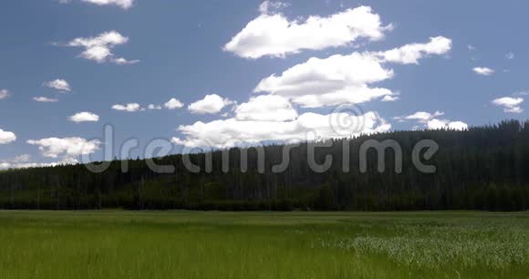 松林旁的草地4k24fps视频的预览图