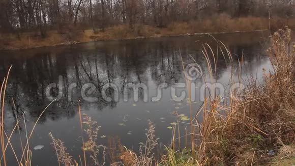 深秋的景色和一株古老的柳树在冰封的湖岸上视频的预览图