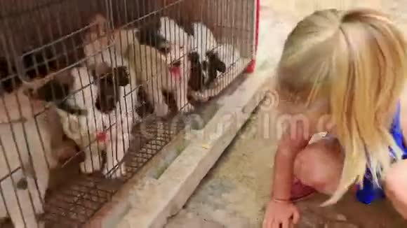 小金发女孩带着猪尾手表小狗在笼子里视频的预览图