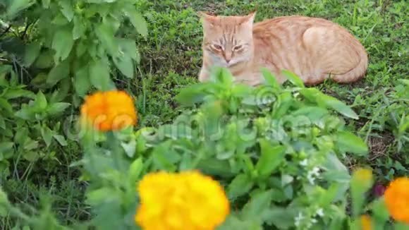 红猫躺在绿草上视频的预览图