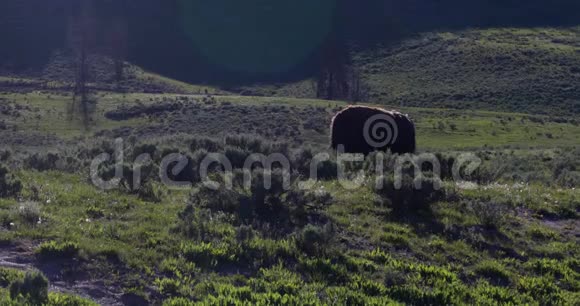 索洛水牛在黄昏4k24fps放牧视频的预览图