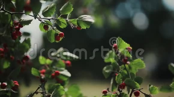 夏天的一天山楂浆果在树枝上山楂红色浆果近景视频的预览图