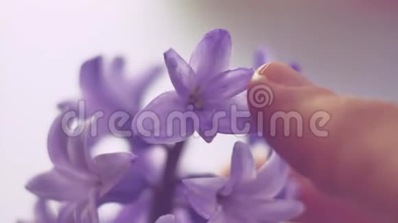 花紫风信子特写美丽的房子植物室内自然视频的预览图