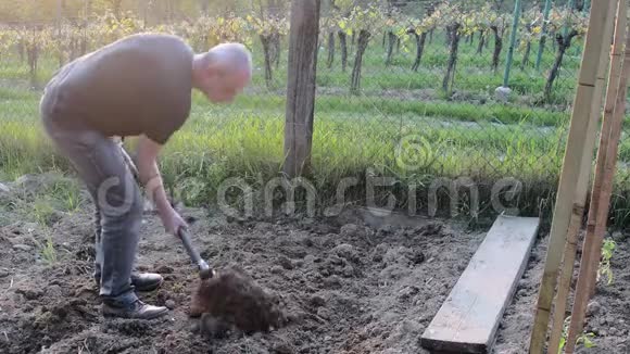中年男子用花园叉子挖土成熟的男人在花园里园艺和爱好概念视频的预览图